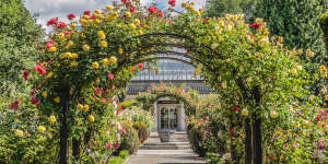 A true garden city … stroll through a rose garden in Christchurch’s Botanic Gardens.