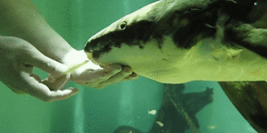 Methuselah the Australian lungfish could be the oldest living fish in captivity in the world.