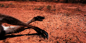As the driest inhabited continent on earth,Australia is particularly vulnerable to the effects of planetary warming.