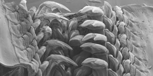 Scientists discover a new rock-hard mineral in a mollusc’s tiny teeth