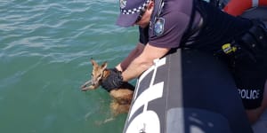 Waterlogged wallaby rescued 6.2km off North Stradbroke Island