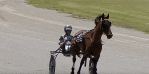An absolute certainty:Hilly’s lonely trot to victory in Leeton harness walk-over