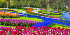 Millions of tulips flower in a tapestry of vivid colours at Keukenhof Gardens.