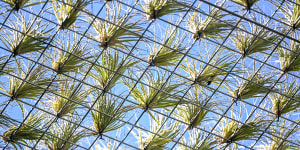 How air plants can work together to create much-needed city shade