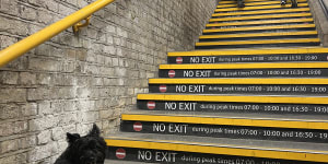 The author’s “feisty” terrier,Sherlock,on the London Tube. 