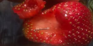 'My daughter could have choked on that':Logan man finds needles in berries