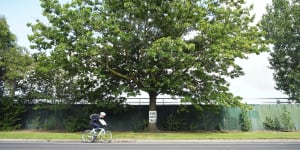 Residents to fight ‘needless’ felling of 250 trees for bike path