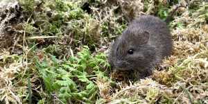 The broad-toothed rat is one of almost 1000 NSW plant and animal species facing extinction.