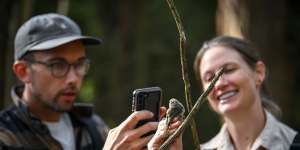 Dr Ross Crates and Dr Young photograph a King Island brown thornbill before releasing it.