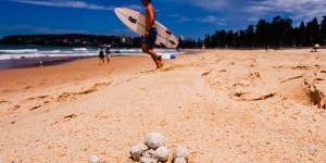 Nine Beaches from Manly to North Narrabeen have been closed due to potentially hazardous ball-shaped debris found washed up along shores. 