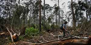 New research has found logging zones create dry wind tunnels;highways for conflagrations that burn hotter and faster than in undisturbed wilderness.