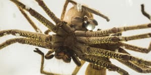 Stunning photos capture huntsman spiders mating at Taronga Zoo