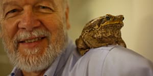 'Sperm wars':Queensland cane toads have much bigger testes than in NSW