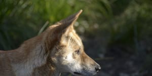 Research has upended the myth that pure dingoes no longer live in large regions of Victoria.