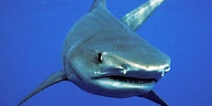 Great Barrier Reef shark control program hangs in the balance