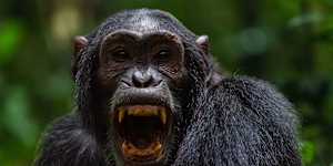 Chimpanzee