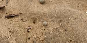 Nine beaches in the Northern Beaches are closed after white/grey,ball-shaped debris was found washed up along the shore.