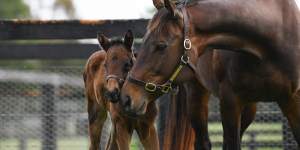 Champion Winx becomes a mum for the first time