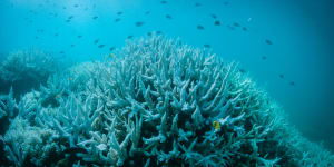 Floods create risk of Great Barrier Reef'freshwater bleaching'