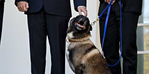 Conan,the dog that helped take down al-Baghdadi,gets White House welcome