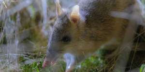 An eastern barred bandicoot at Mt Rothwell Sanctuary.