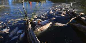 Dead fish at Menindee amid the Darling River tragedy.
