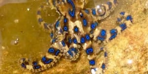 'She thought it was beautiful':Eleven year old picks up blue-ringed octopus in Sydney's south