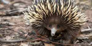 Echidnas destroy bull ant nests while feeding,leading to strong selection pressures for the ants to find a way to fight back,researchers say.