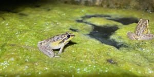 Volunteer citizen scientist Dr Elliot Leach,an ecologist,recorded the one-millionth frog - a Spalding’s rocket frog. 