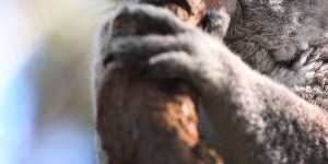 Chlaymdia is one of the many threats Australia’s dwindling koala population faces. 