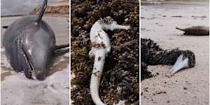 Marine life washed up along the Ningaloo Coast after Tropical Cyclone Narelle.