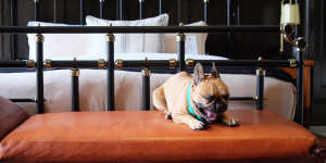 The Chicago Athletic Association Hotel is pet friendly.