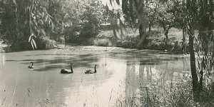 The Domain Creek pond in the mid-1900s.