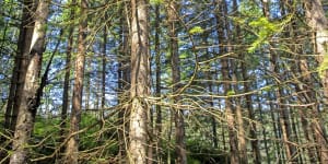 Spruce trees in the Future Forest above Oslo.