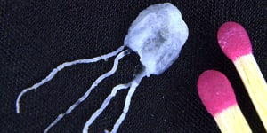 Pair stable after two confirmed irukandji jellyfish stings on K’gari