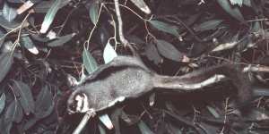 “Jimmy”,the first captive Leadbeater’s Possum after its rediscovery in 1961. He lived with Wilkinson for a time at home.