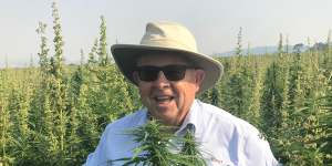 Barry Lambert in a hemp plantation in Tasmania:“Hemp is as safe – and natural – as broccoli or orange juice,” he says.