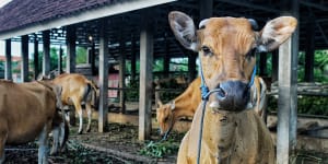 Vaccinated cattle at Made Purba Wilantara’s farm at Kubu Anyar village in Kuta.