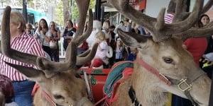 'Chained to a sleigh':Concerns after deer used in Christmas exhibition