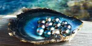 Luminous treasures… Robert Wan pearls.