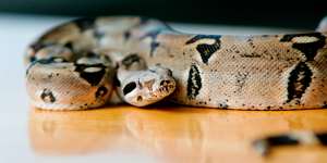 Boa constrictors are being kept as pets both legally and illegally in Australia.
