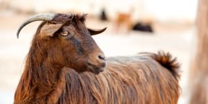 You must be kidding:Wild goat tax costs more to collect than it raises