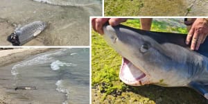 Shark fishers at swimming beaches in Kwinana,south of Perth,leave body parts behind after they are finished. 