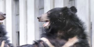 At the sanctuary,bears begin their lives all over again.