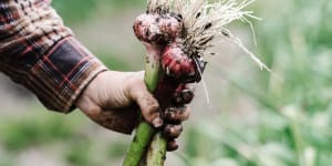 It’s not that hard to grow garlic:Here’s how to make your garden tasty