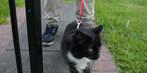 Sherryn’s other rescue cat Ziggy heads off on an evening stroll.