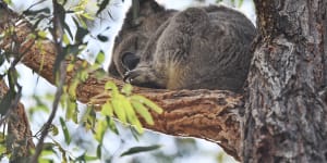 The Berejiklian government is planning to spend $84 million over five years to help preserve wildlife including koalas in the Cumberland Plain.