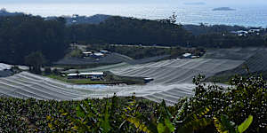Protecting netting covers blueberry bushes near Coffs Harbour.