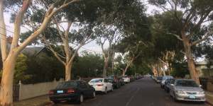 An avenue of eucalypts in Northcote.