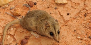 ‘Biodiversity for future generations’:Two new national parks for NSW